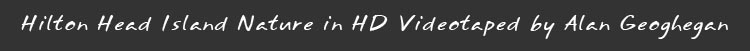 Hilton Head Island in HD